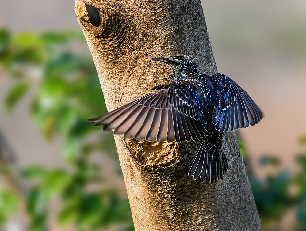 Starling