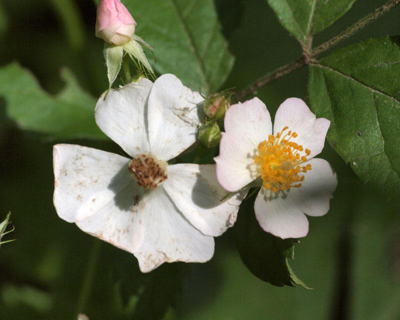 Wild flowers