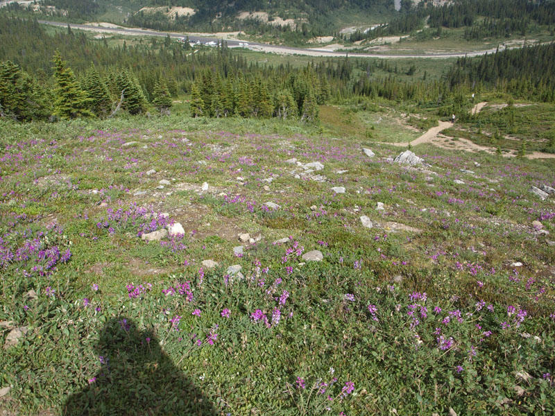 The slope up to Parker Ridge covered with flowers