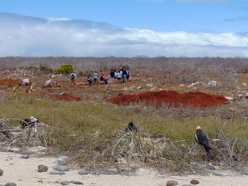 Nesting birds on North Seymour island, Galapagos