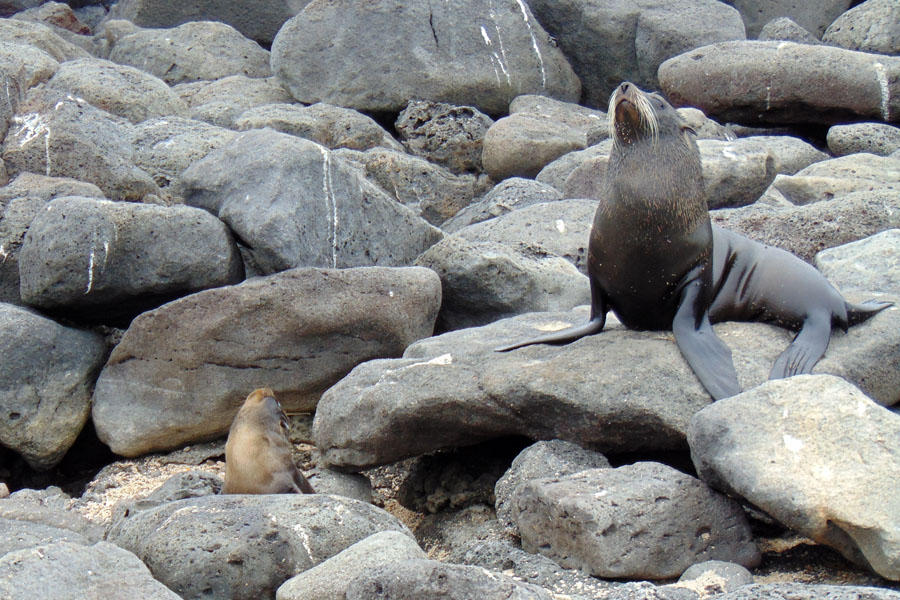 The parent communicating with the sea lion pup