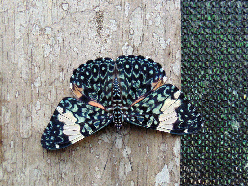 Butterfly farm specimen. Ahuano, Equatorial Ecuador