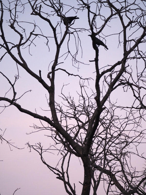 Sun sets over the backyard at our home in Chennai