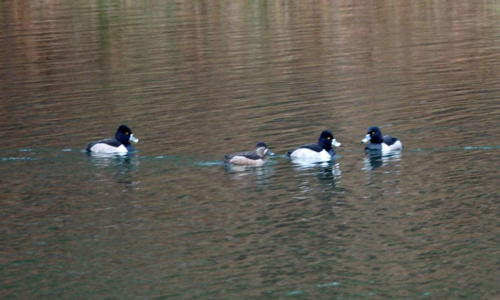 Ring necked ducks on Seneca Lake