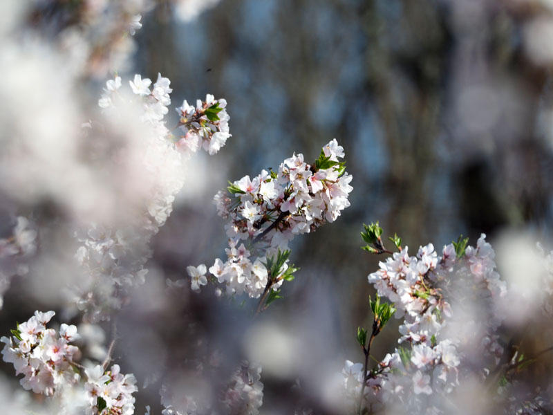 Cherry blossoms in the back yard