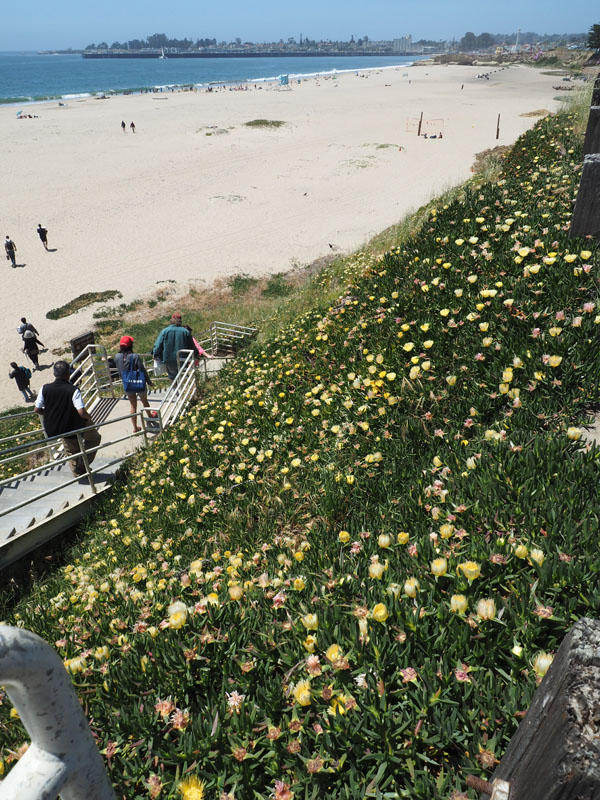 A path down to Seabright beach in Santa Cruz