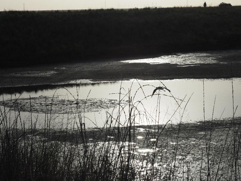 Morning scene in South San Francisco Bay