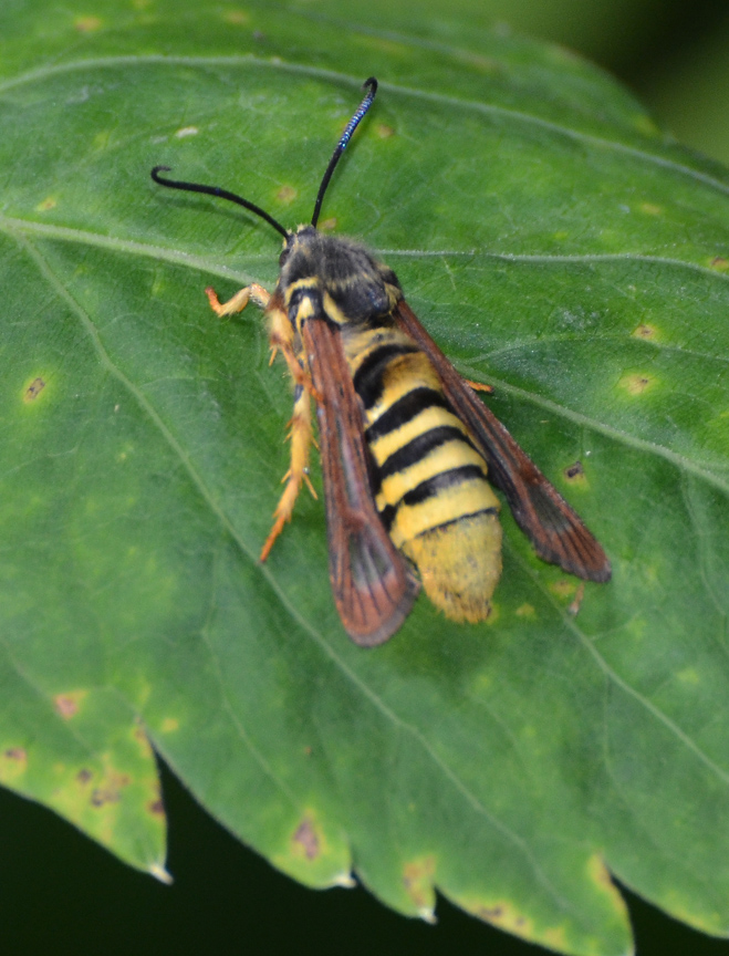 Rasberry borer moth