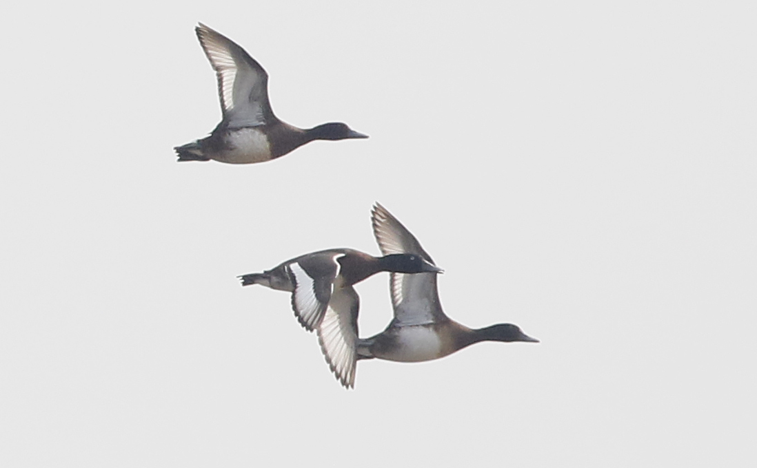 Baers pochard, Aythya baeri. Amurdykand