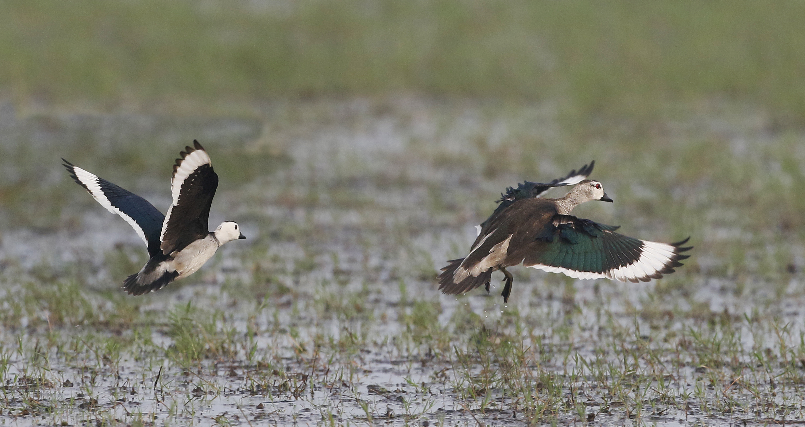 Cotton Pygmy Goose, Nettapus coromandelianus. Bomullsdvrgand