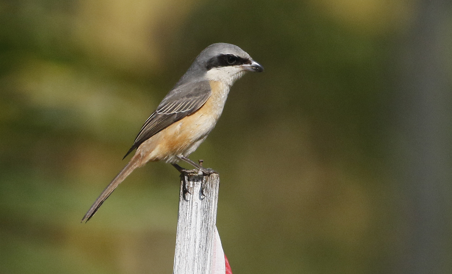 Grey-backed Shrike, Grey-backed Shrike. Grey-backed Shrike