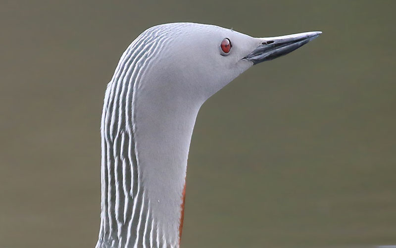 Red-throated Loon  Smlom  (Gavia stellata)