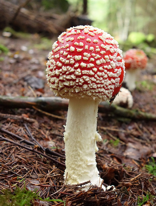 Rd flugsvamp (Amanita muscaria)