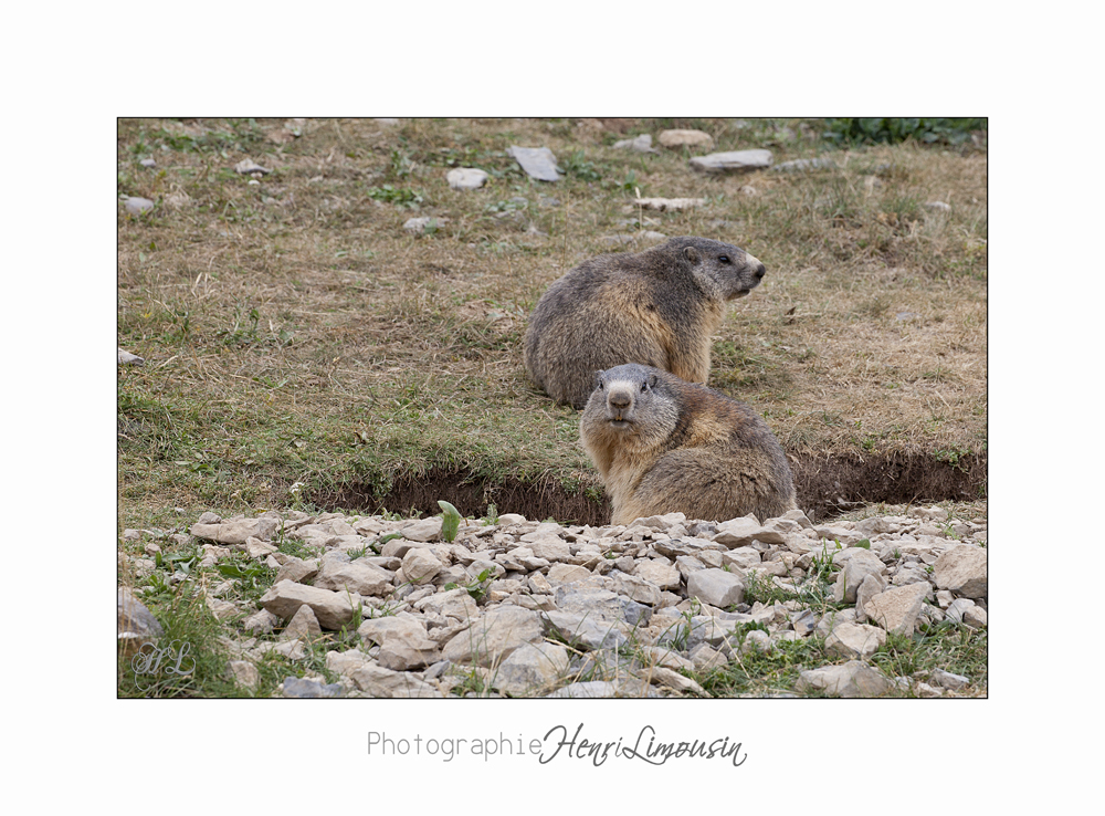 08 2017 IMG_9693 BEUIL Marmottes.jpg