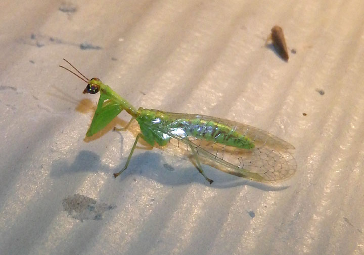 Zeugomantispa minuta; Green Mantisfly