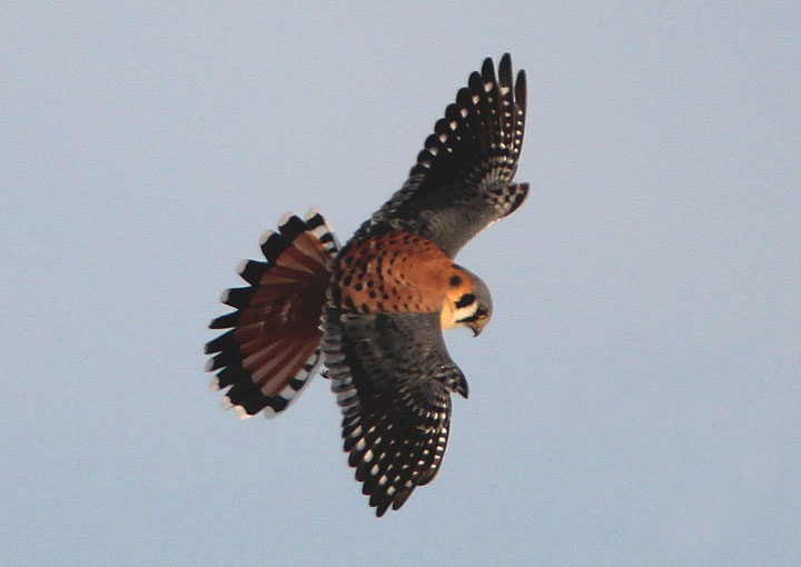 American Kestrel; male