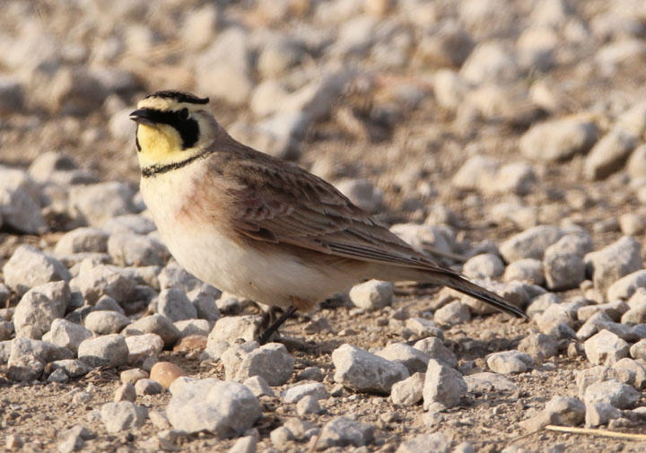 Horned Lark; male