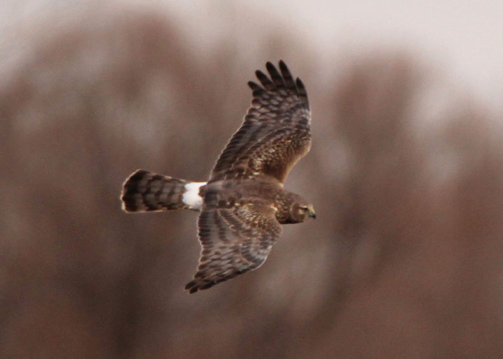 Northern Harrier; female