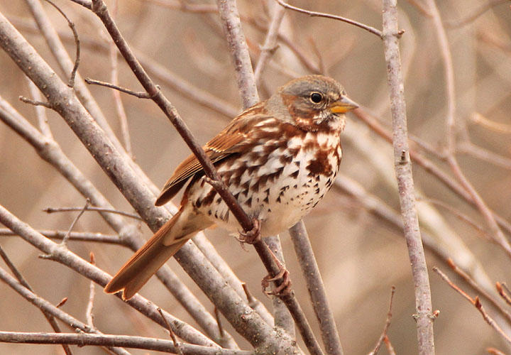 Red Fox Sparrow