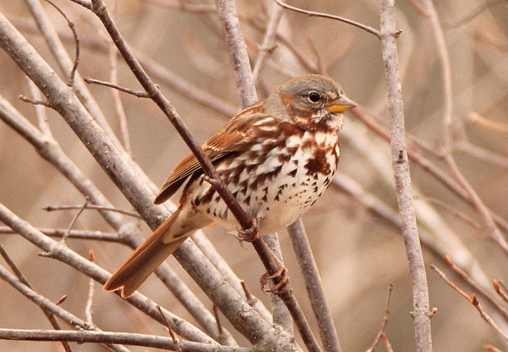 Red Fox Sparrow