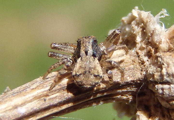 Xysticus Ground Crab Spider species