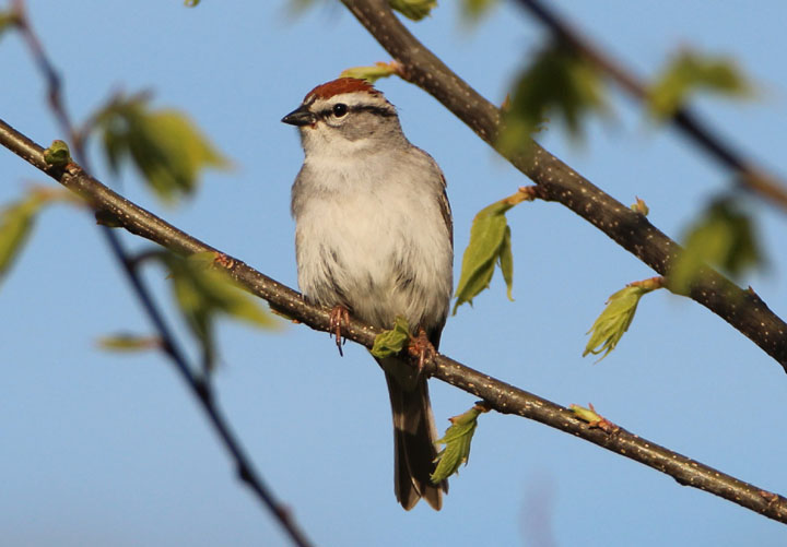 Chipping Sparrow; breeding