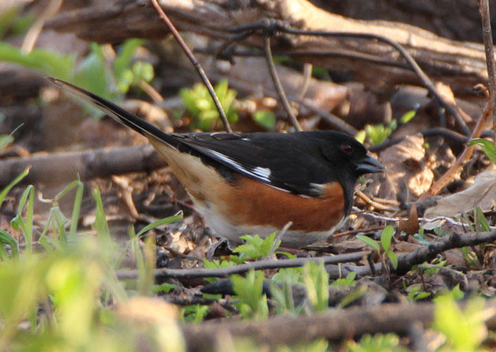 Eastern Towhee; male