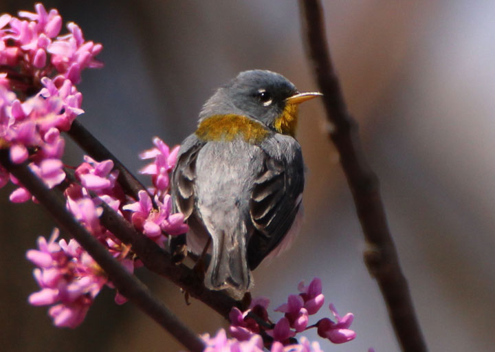 Northern Parula; male