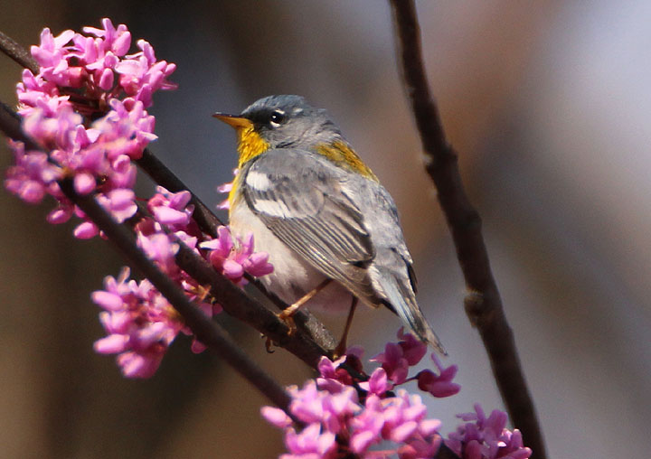 Northern Parula; male