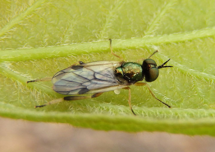 Actina viridis; Soldier Fly species