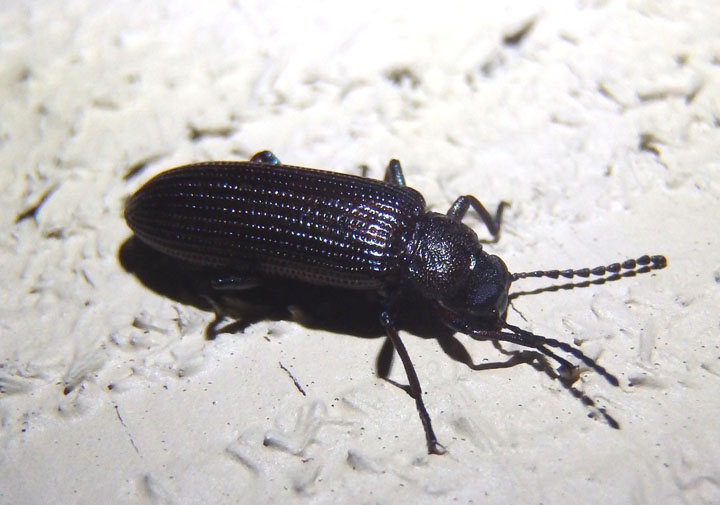 Strongylium crenatum; Darkling Beetle species