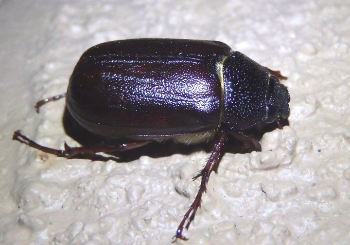 Phyllophaga June Beetle species