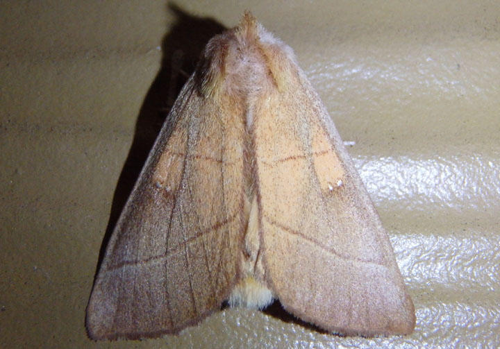 7915 - Nadata gibbosa; White-dotted Prominent