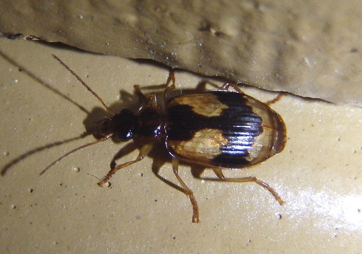 Lebia fuscata; Colorful Foliage Ground Beetle species