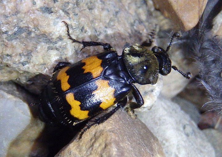 Nicrophorus tomentosus; Tomentose Burying Beetle