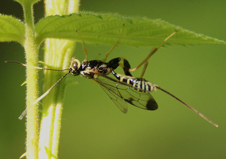 Spilopteron formosum; Ichneumon Wasp species; female