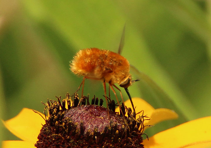 Bombylius comanche; Bee Fly species