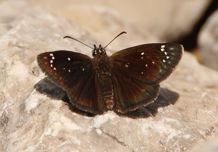 Pholisora catullus; Common Sootywing