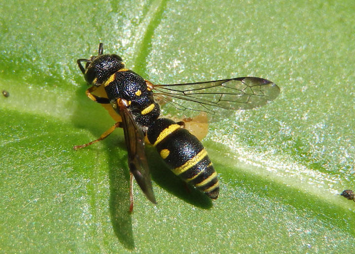 Eumeninae Mason Wasp species
