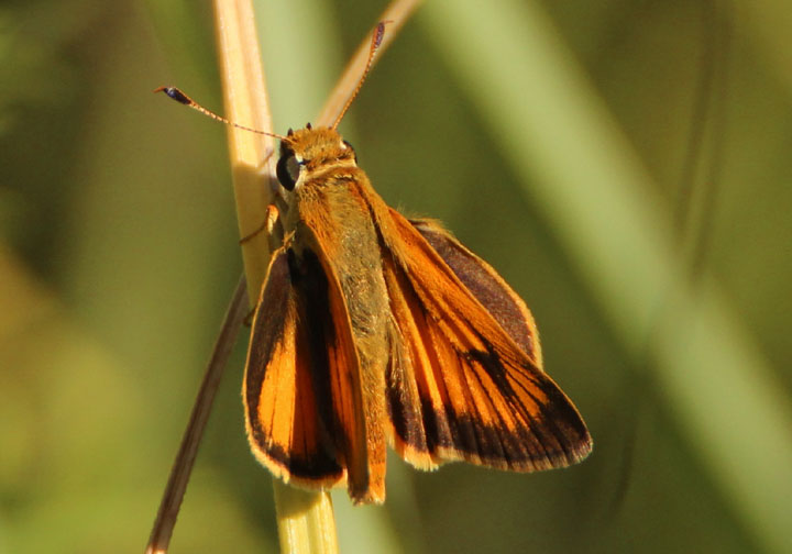 Anatrytone logan; Delaware Skipper; male
