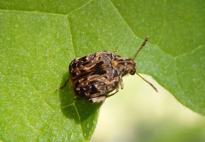 Gibbobruchus mimus; Redbud Bruchid
