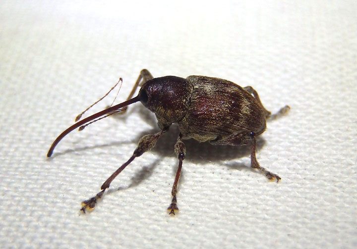Curculio Acorn Weevil species
