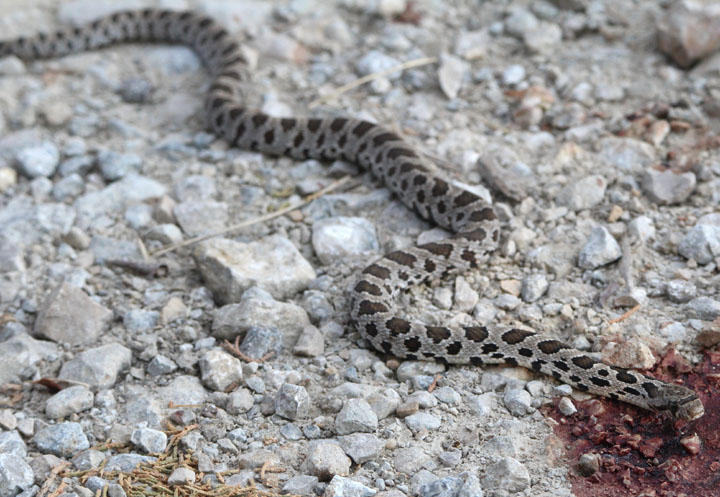 Western Fox Snake; juvenile 