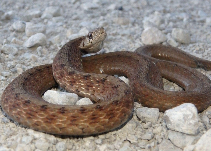 DeKays Brown Snake