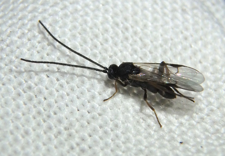 Microgastrinae Braconid Wasp species