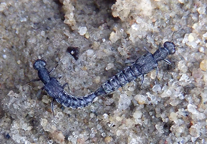 Stenus Water Skater species