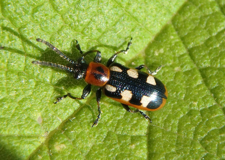 Crioceris asparagi; Asparagus Beetle; exotic