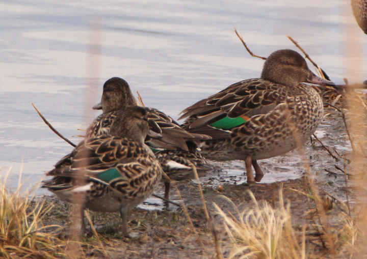 Green-winged Teal; females