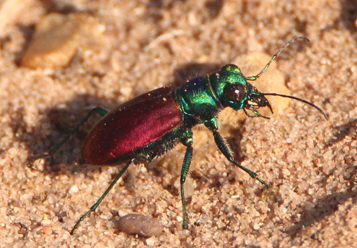 Cicindela scutellaris scutellaris; Festive Tiger Beetle