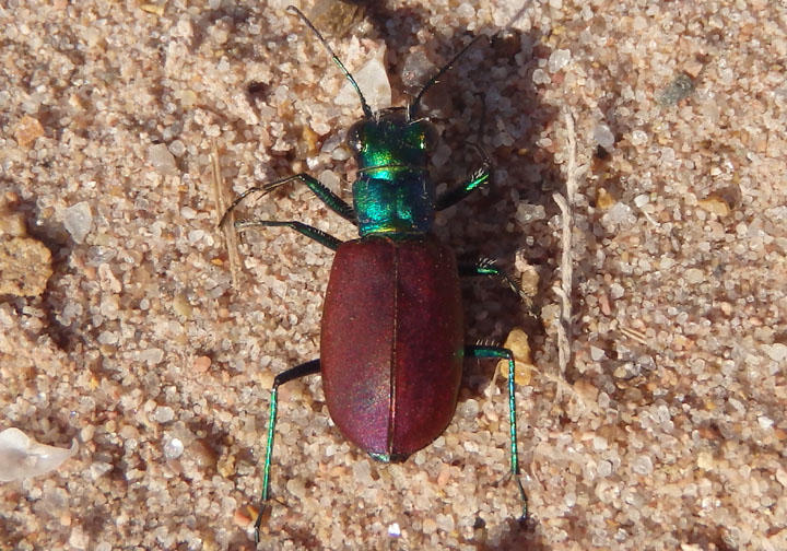 Cicindela scutellaris scutellaris; Festive Tiger Beetle